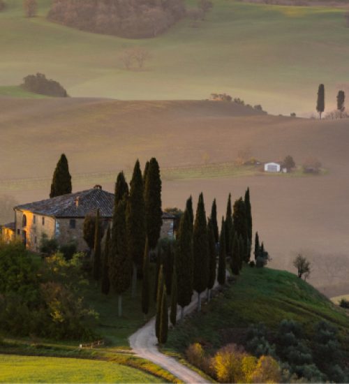 cipressi1